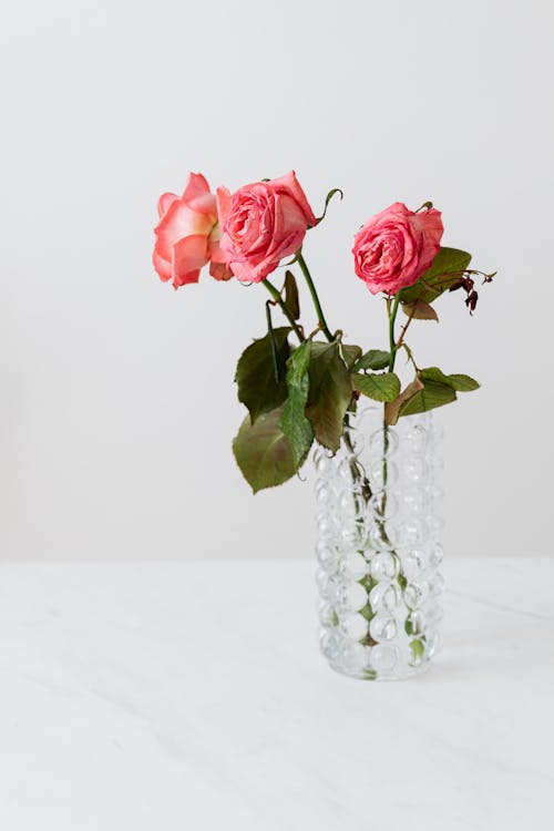 Pink rose bouquet with blossoming buds with gentle petals and thin stalks with large pointed leaves on glass bubbly vase on white background