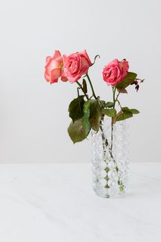 白色背景上，一个玻璃起泡花瓶里插着一束粉红色的玫瑰花，花蕾盛开，花瓣温柔，细茎上长着大尖的叶子