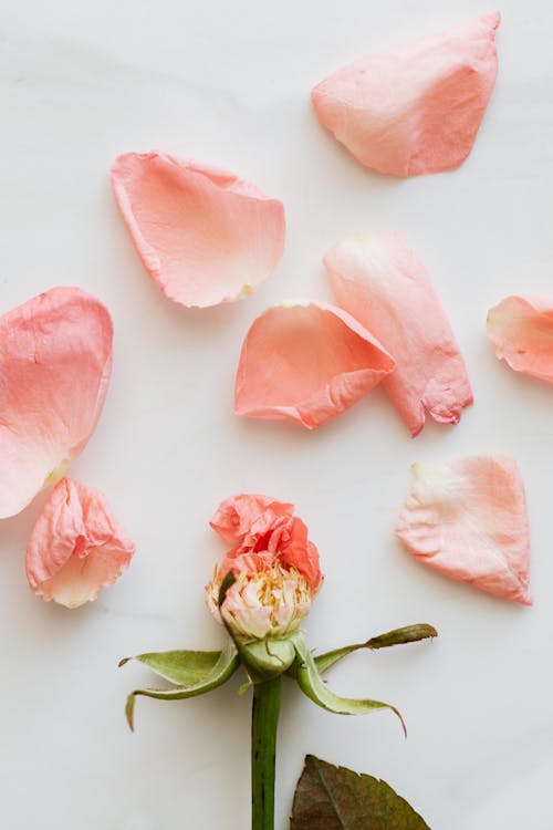 Pink rose petals and faded bud on white table