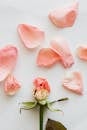 Pink rose petals and faded bud on white table