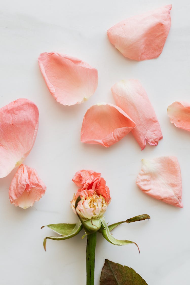 Pink Rose Petals And Faded Bud On White Table