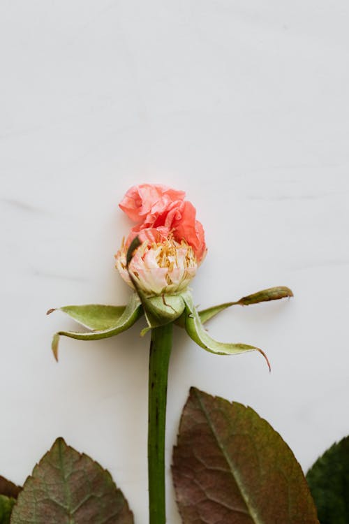 Top view of withered flower bud with small pink petals and spiky wavy leaves above and large leaves with veins below on white surface