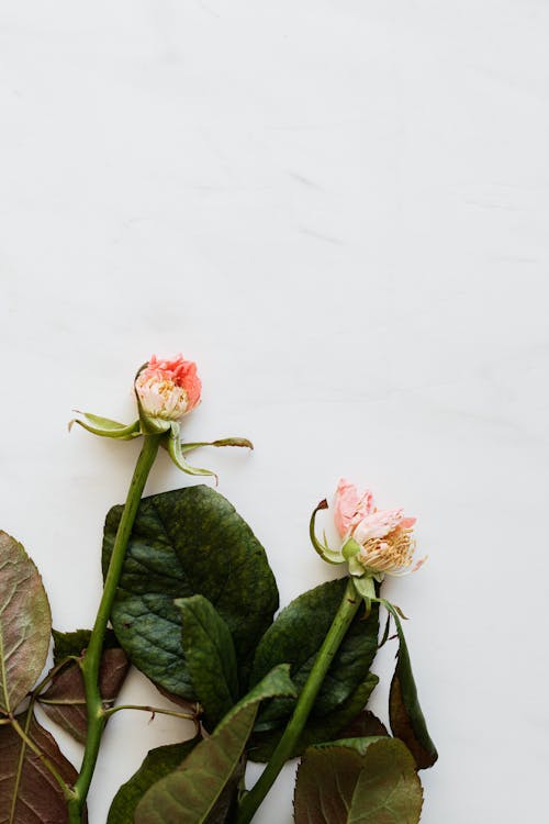 Faded flower buds with large green leaves on white surface