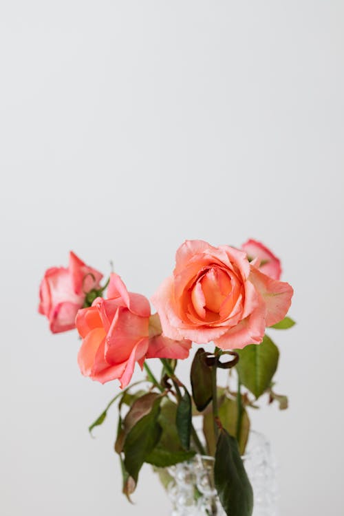 Roses with pink blooming buds and gentle petals on thin stems with green pointed leaves put on glass bubbly vase near white wall