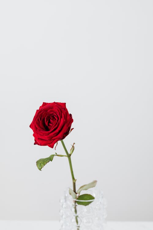 Delicate blooming red rose bud with wavy petals on thin stem with pointed green leaves put on glass bubbly vase near white wall