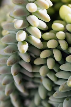 摩根景天盆栽的绿色背景特写