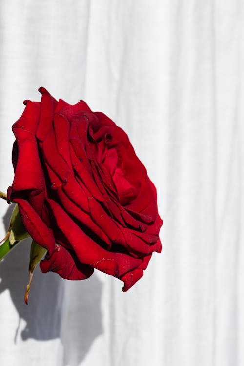 Defocused beautiful fresh red rose placed near white fabric for home decoration or present for occasion concept
