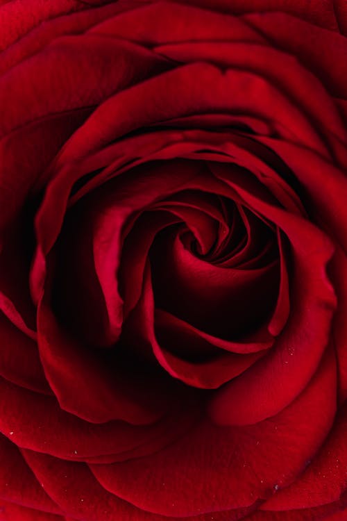 Fresh red rose bud surface