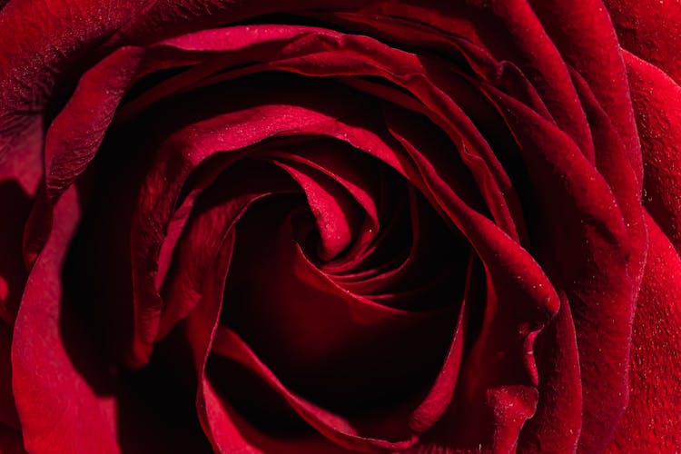 Majestic Red Rose Bud Texture