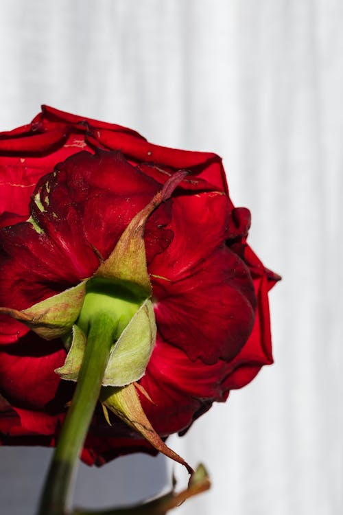 Fresh red rose stalk on white curtain background