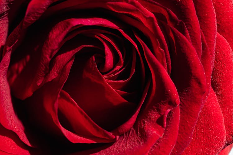 Majestic Texture Of Red Rose Bud