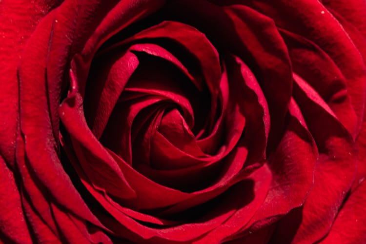 Majestic Surface Of Red Rose Bud