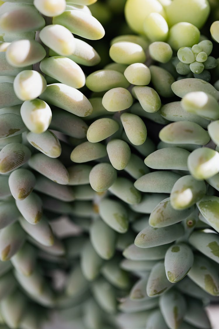 Beautiful Succulent Plant Growing In Garden