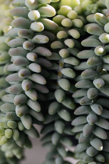 Closeup of green background of sedum morganianum called also Donkey tail home plant