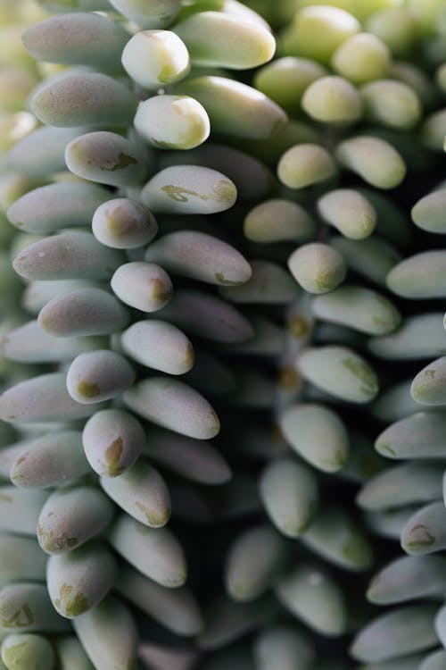 Green branches of succulent growing in garden