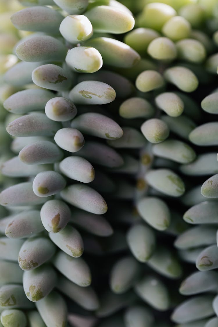 Green Branches Of Succulent Growing In Garden