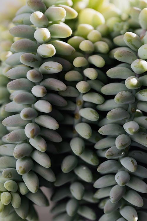 ฟรี คลังภาพถ่ายฟรี ของ crassulaceae, sedum morganianum, กระถาง คลังภาพถ่าย