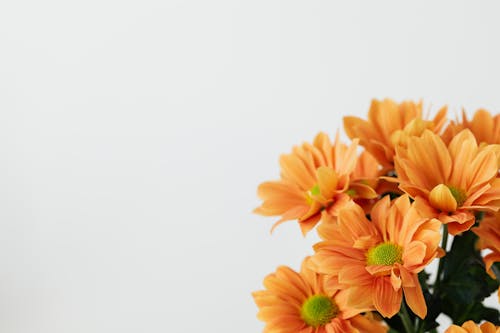 Still life of bouquet of transvaal daisy flowers placed in corner on white background