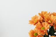 角落里的特兰士瓦雏菊静物置于白色背景前