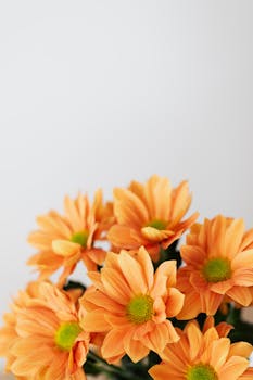 A beautiful bunch of vibrant orange daisies against a white background, perfect for floral-themed designs.
