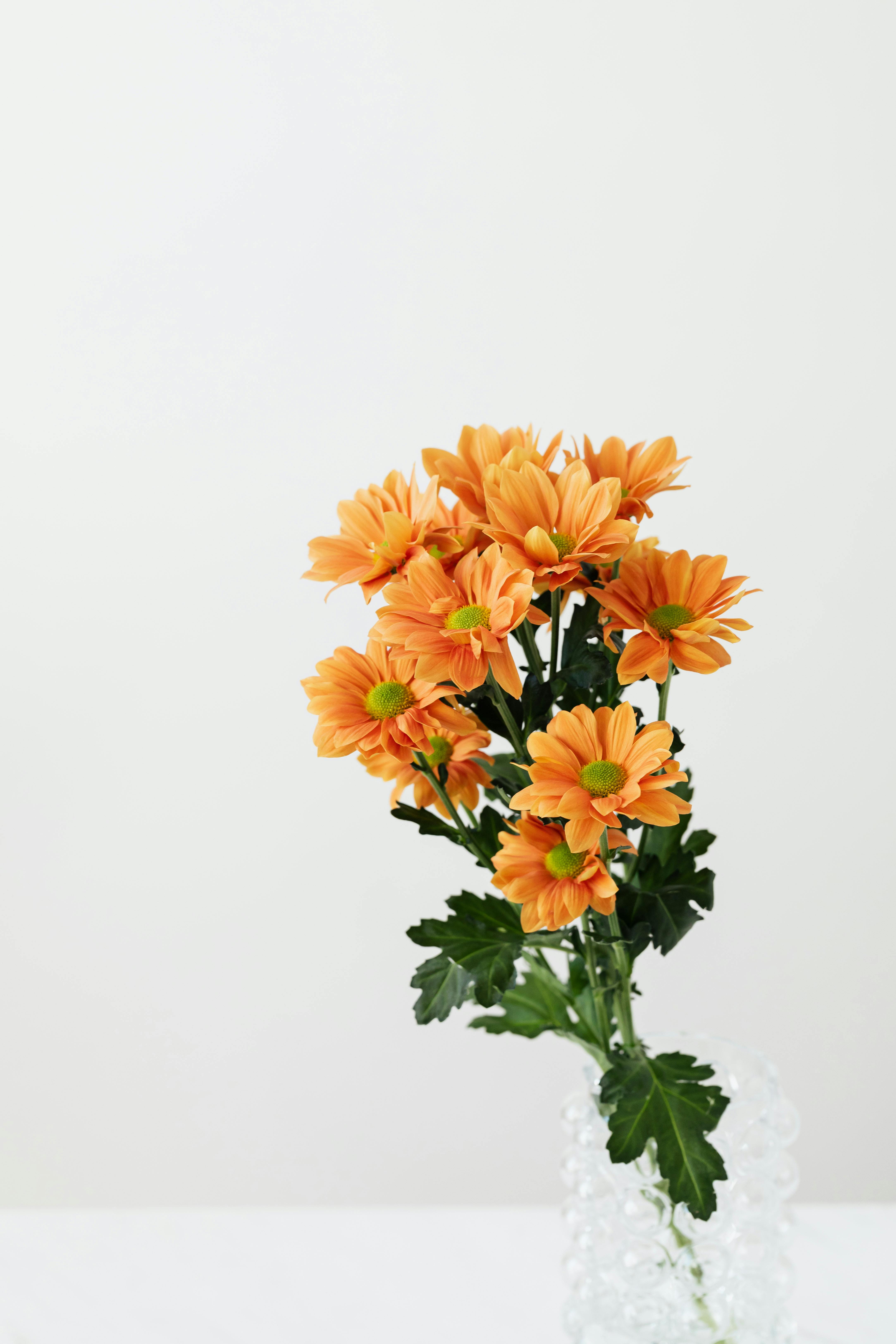 bouquet of transvaal daisies in vase