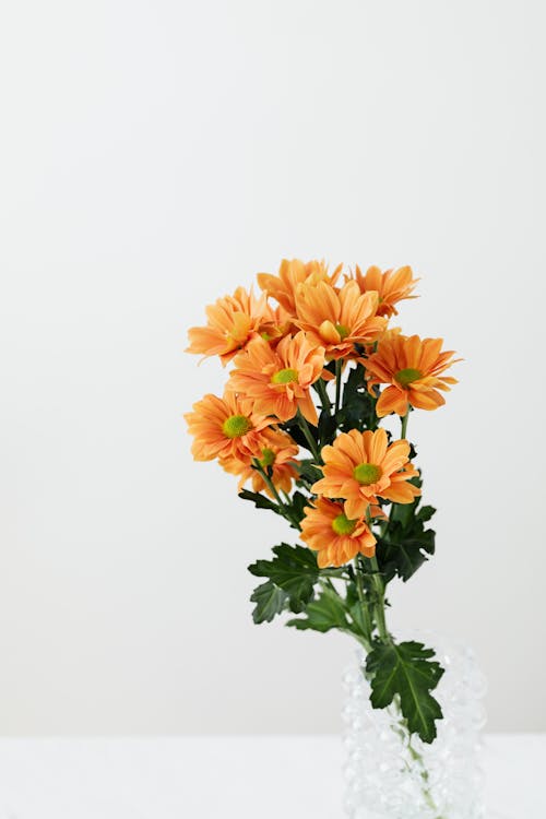 Bunch of orange transvaal daisies in glass vase placed on white table on white background