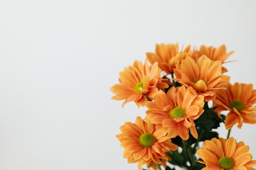 Bunch of delicate flowers on white background