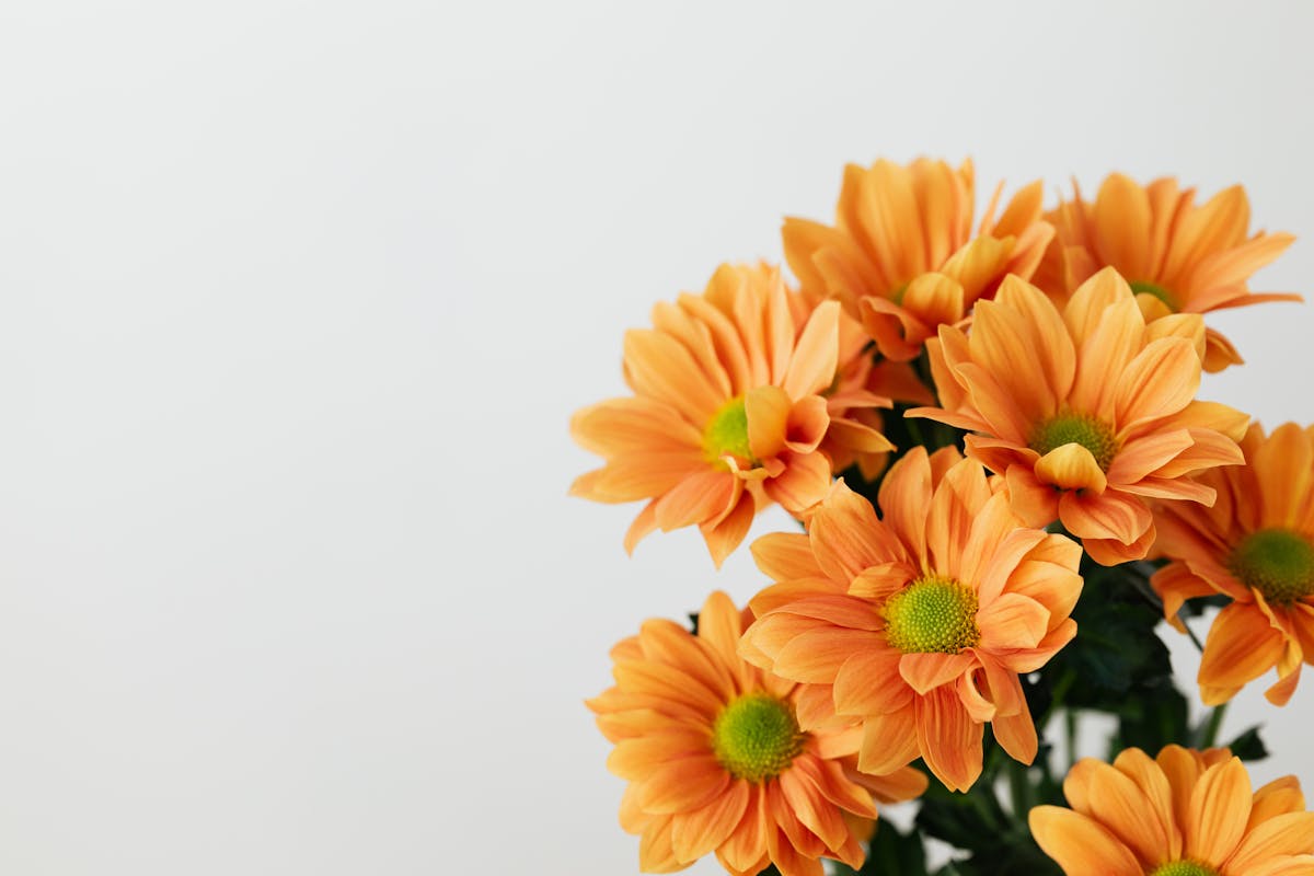 Still life of bunch of natural orange transvaal daisy flowers placed on white background