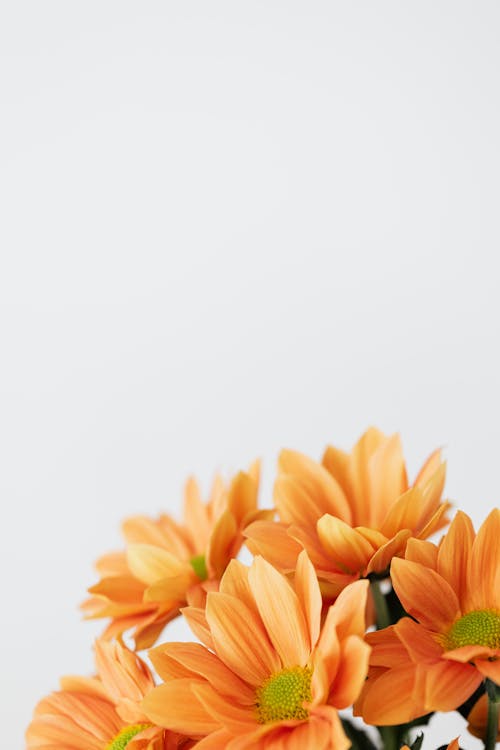 Free Delicate flowers placed on white background Stock Photo