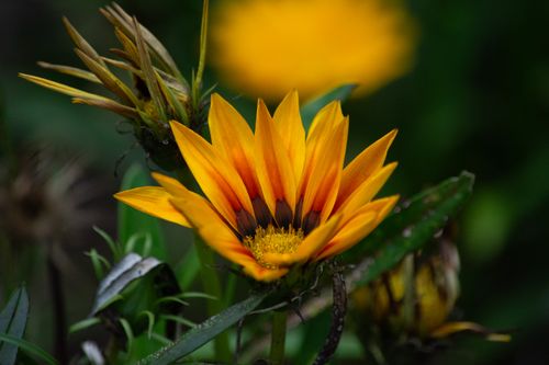 Free Close-up of a vibrant Gazania flower with rich colors in a natural setting. Stock Photo