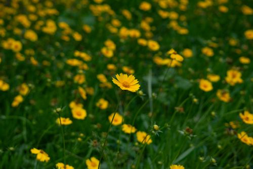 Free A lush meadow filled with bright yellow wildflowers creates a vibrant spring scene. Stock Photo