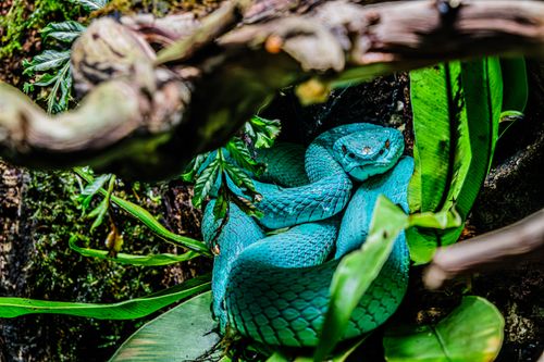 Free A vibrant blue pit viper snake is coiled among lush jungle vegetation, showcasing its striking scales. Stock Photo