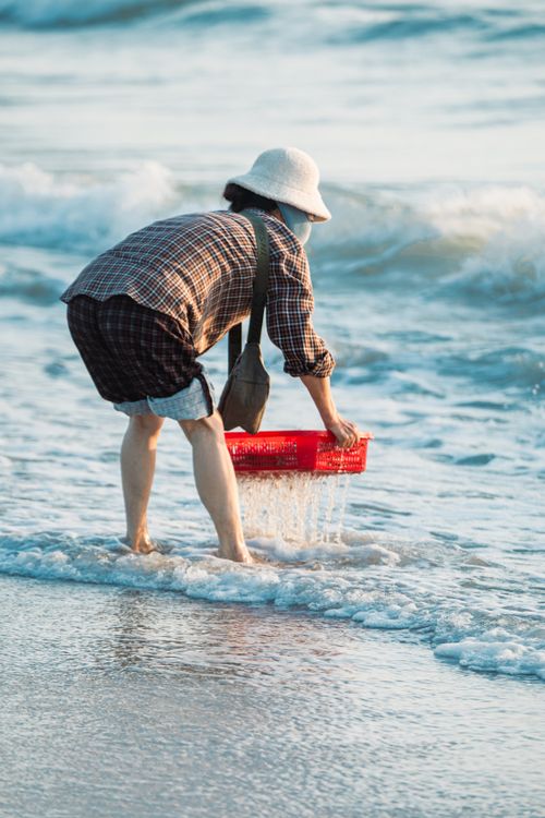 Free Fisherwoman collecting shellfish in the waves of Cửa Tùng, Vietnam. Stock Photo