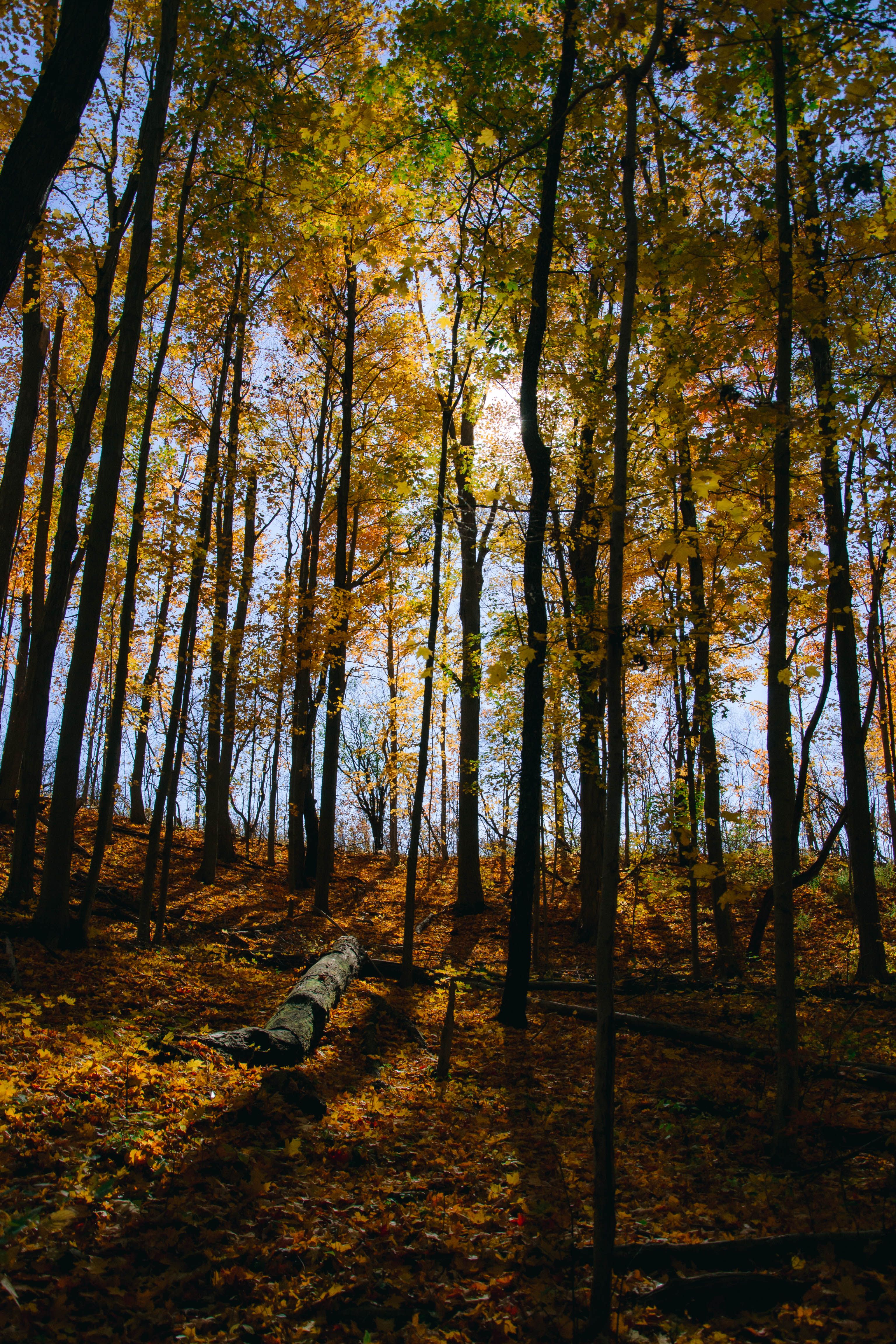 Sunlit Autumn Forest with Tall Trees and Leaves · Free Stock Photo