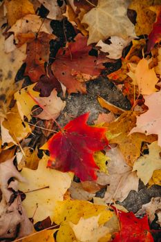 A stunning array of colorful autumn leaves scattered on the ground, showcasing the beauty of fall.
