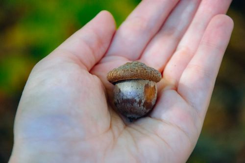 Free Close-up of a human hand holding a single acorn outdoors during autumn. Stock Photo