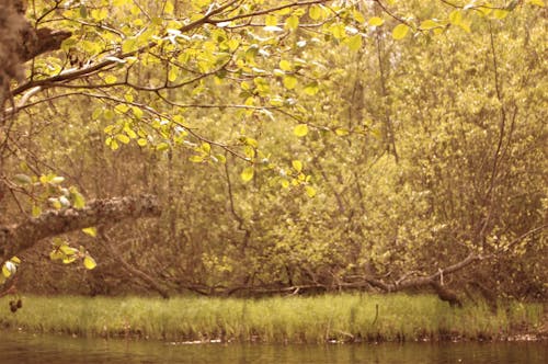 녹색, 물, 숲의 무료 스톡 사진