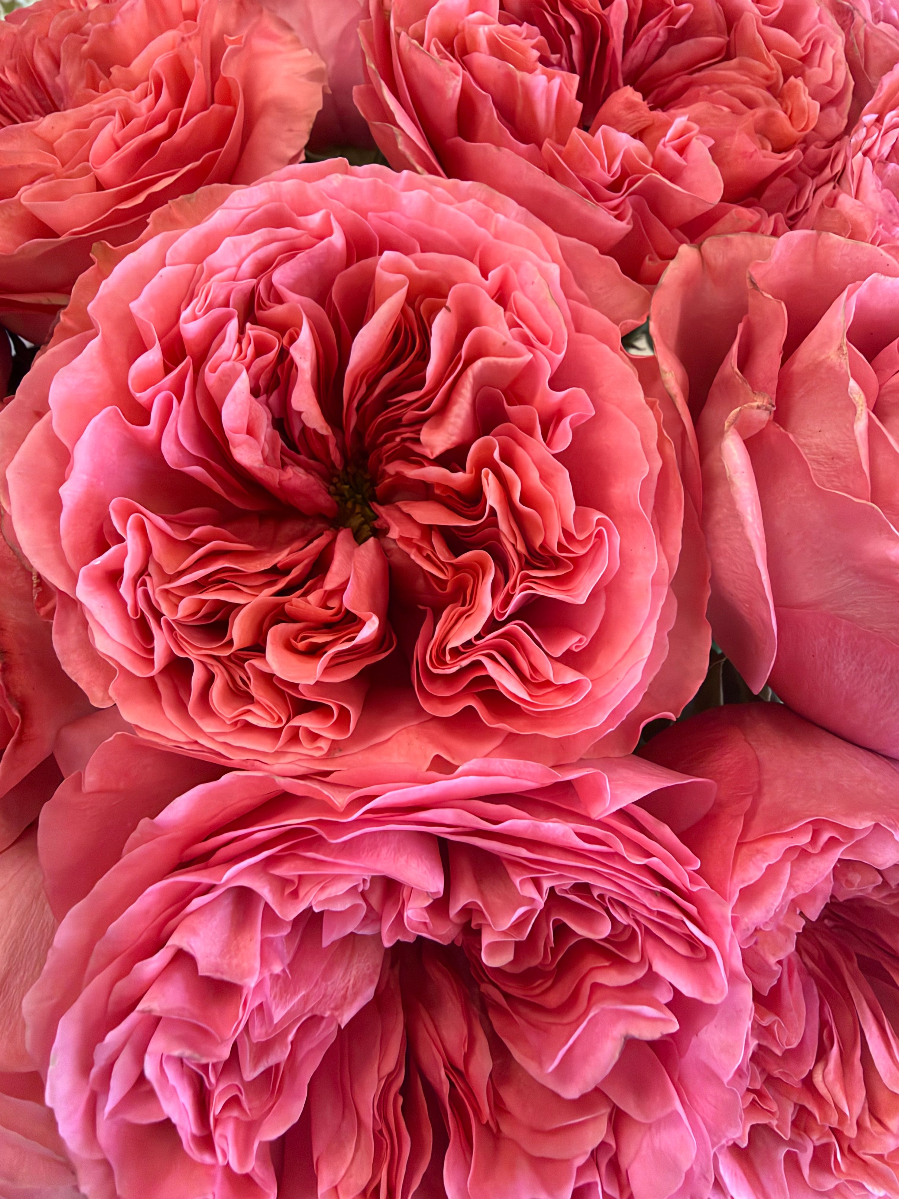 Fotomural Primer plano detallado de vibrantes rosas rosadas, que muestra sus ricas texturas y cautivadores colores.