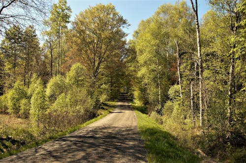 Ingyenes stockfotó erdő, fák, Svédország témában