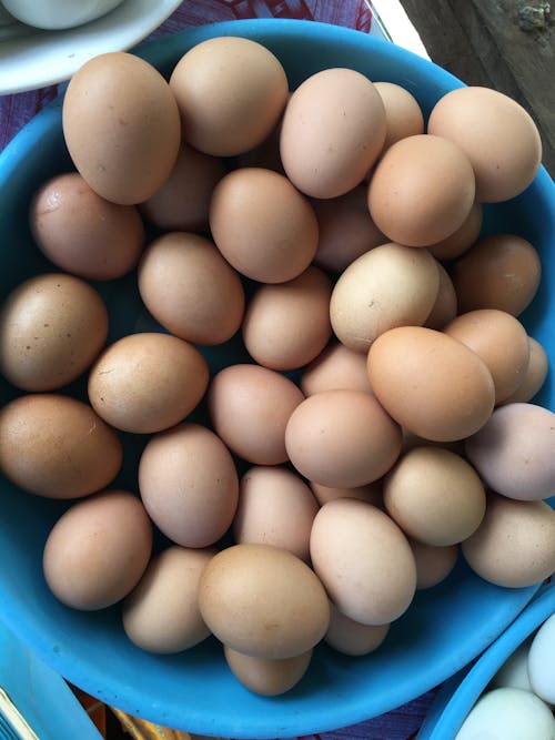 Full blue bucket of chicken eggs