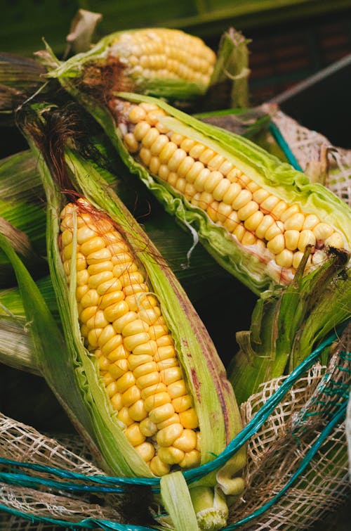 Free Close-Up Photo of Yellow Corn with Green Leaves Stock Photo