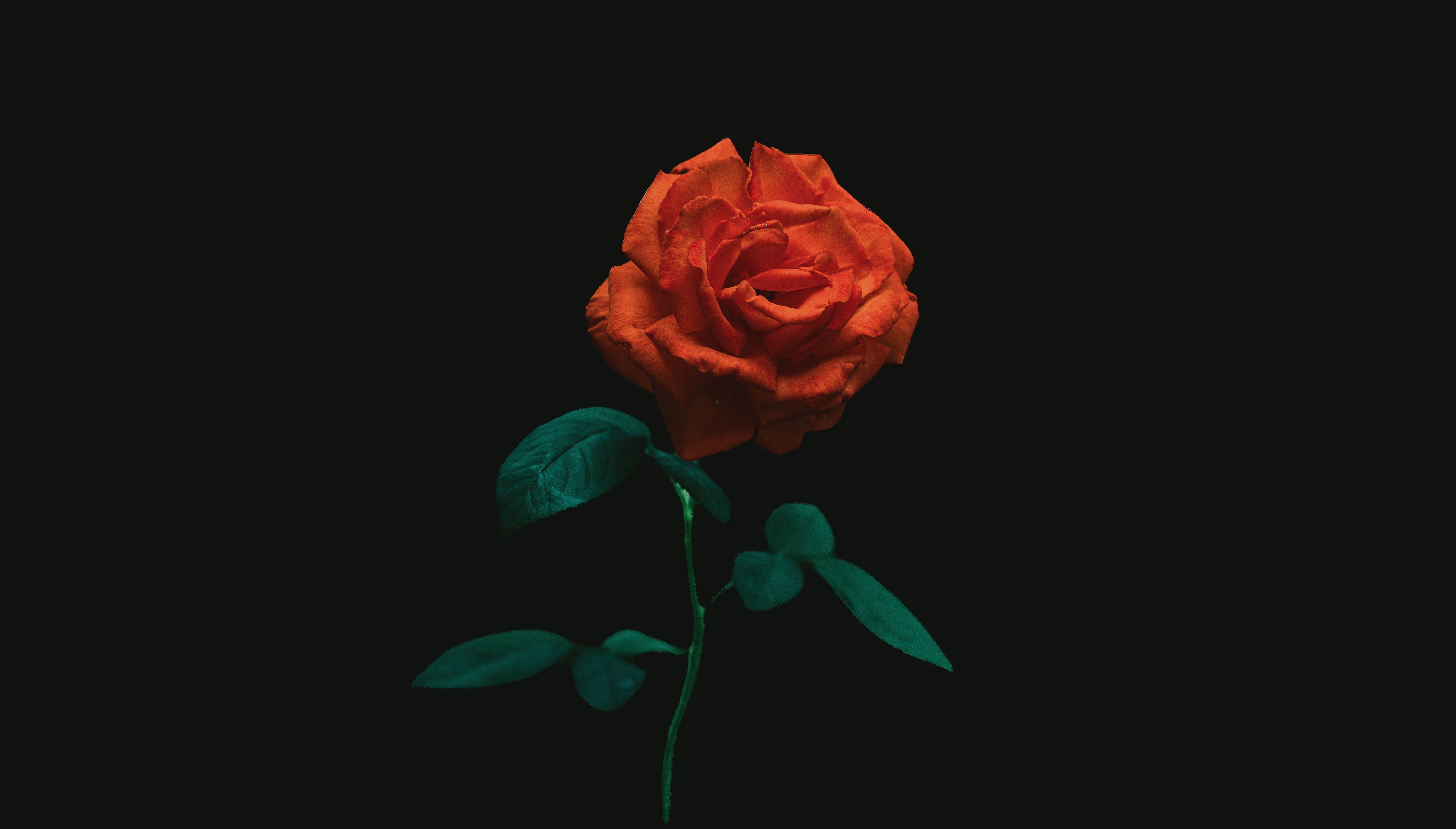 Vivid Red Rose on Dark Background · Free Stock Photo