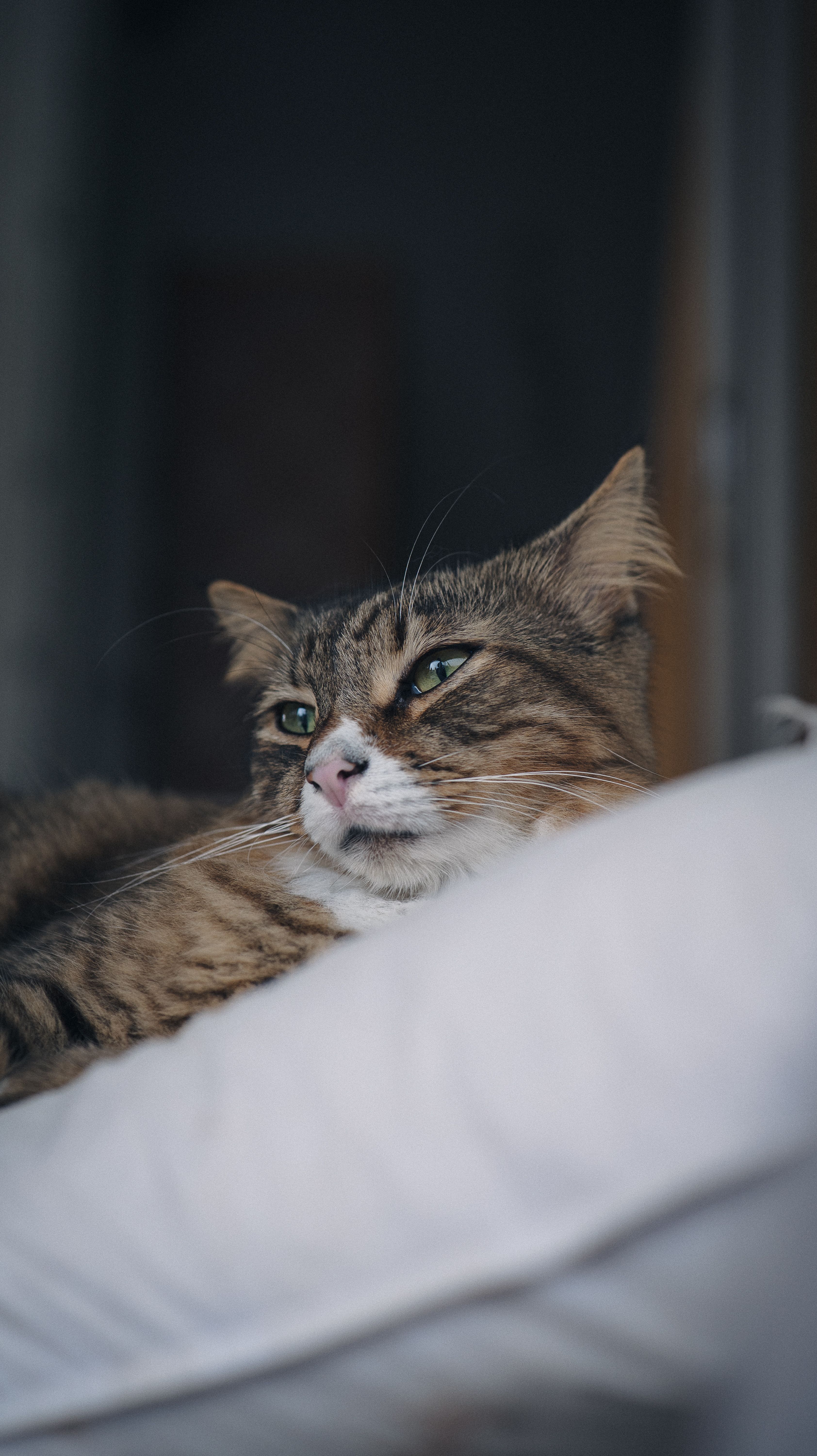 Fotomural Un gato atigrado tranquilo, recostado sobre una almohada suave en el interior de la casa, con aspecto satisfecho.