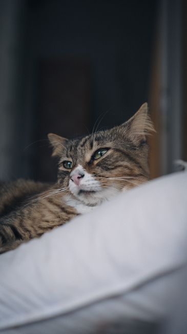 Fotomural Un gato atigrado tranquilo, recostado sobre una almohada suave en el interior de la casa, con aspecto satisfecho.