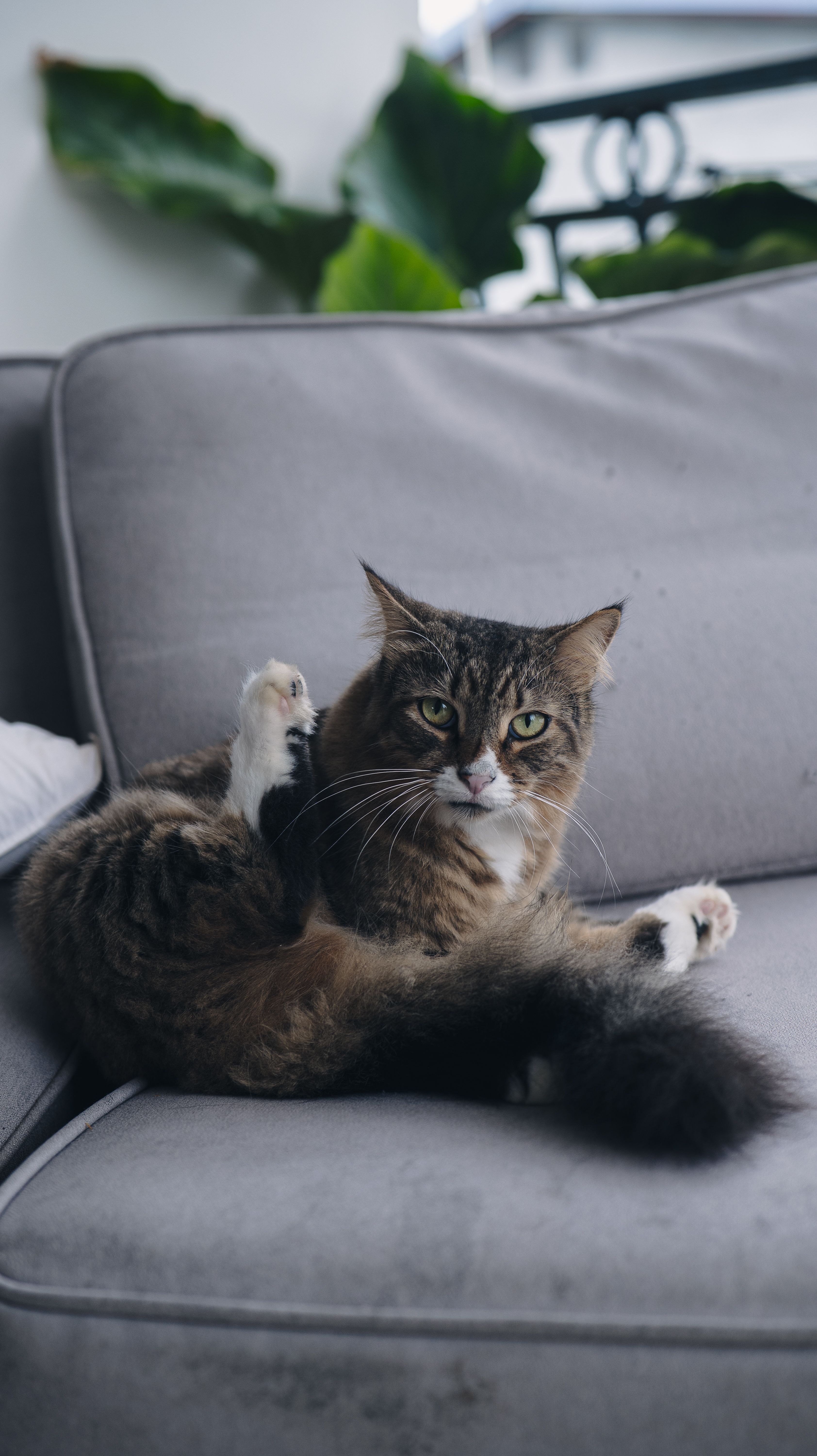 Fotomural Un adorable gato peludo descansando en un cómodo sofá gris en el interior de la casa.