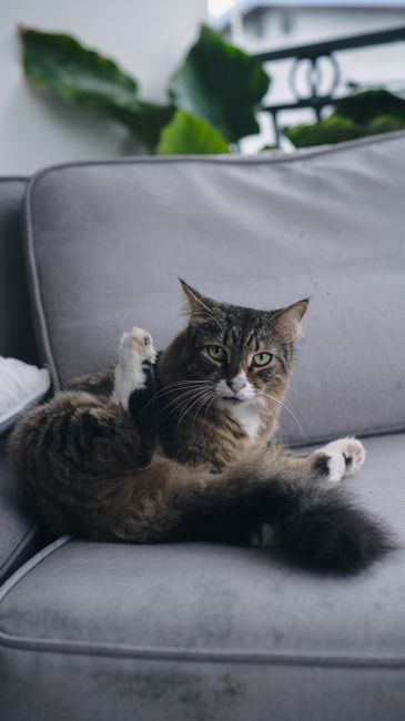 Fotomural Un adorable gato peludo descansando en un cómodo sofá gris en el interior de la casa.