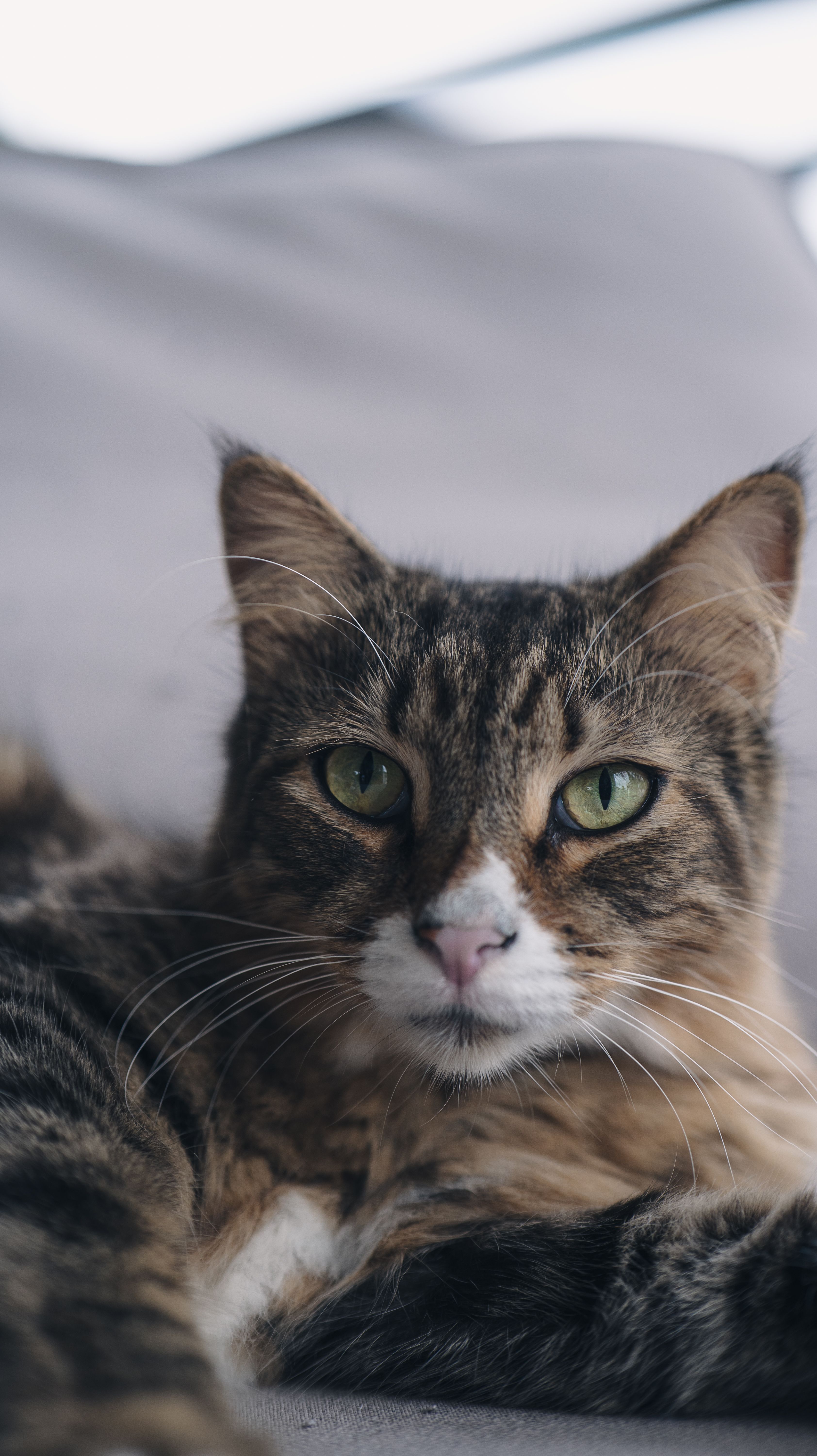 Fotomural Retrato en primer plano de un gato doméstico relajado, de ojos verdes, descansando en el interior de una vivienda.