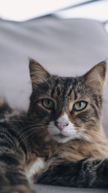 Fotomural Retrato en primer plano de un gato doméstico relajado, de ojos verdes, descansando en el interior de una vivienda.