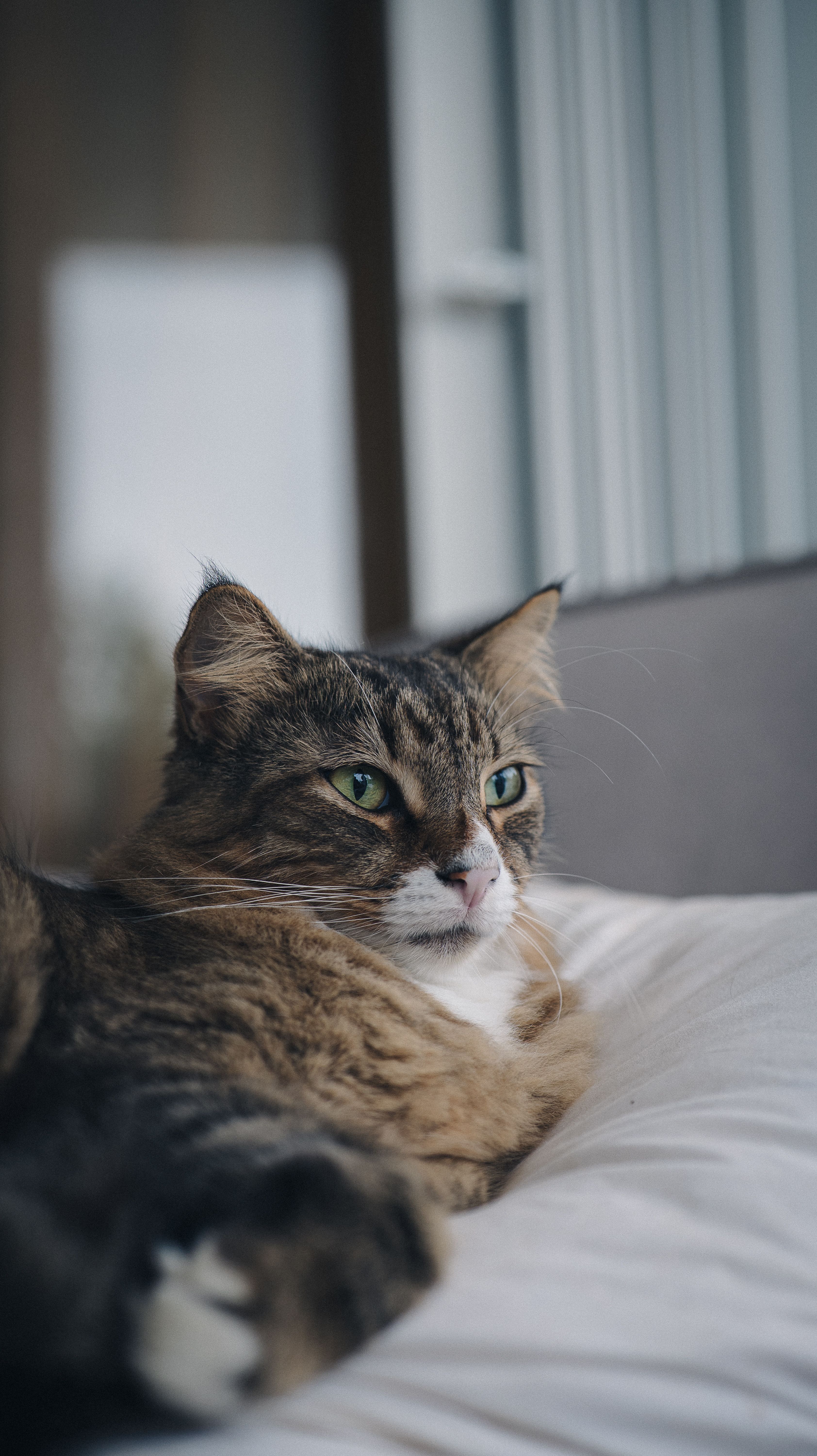 Fotomural Un tranquilo gato atigrado de ojos verdes descansa sobre una cómoda cama dentro de una habitación.