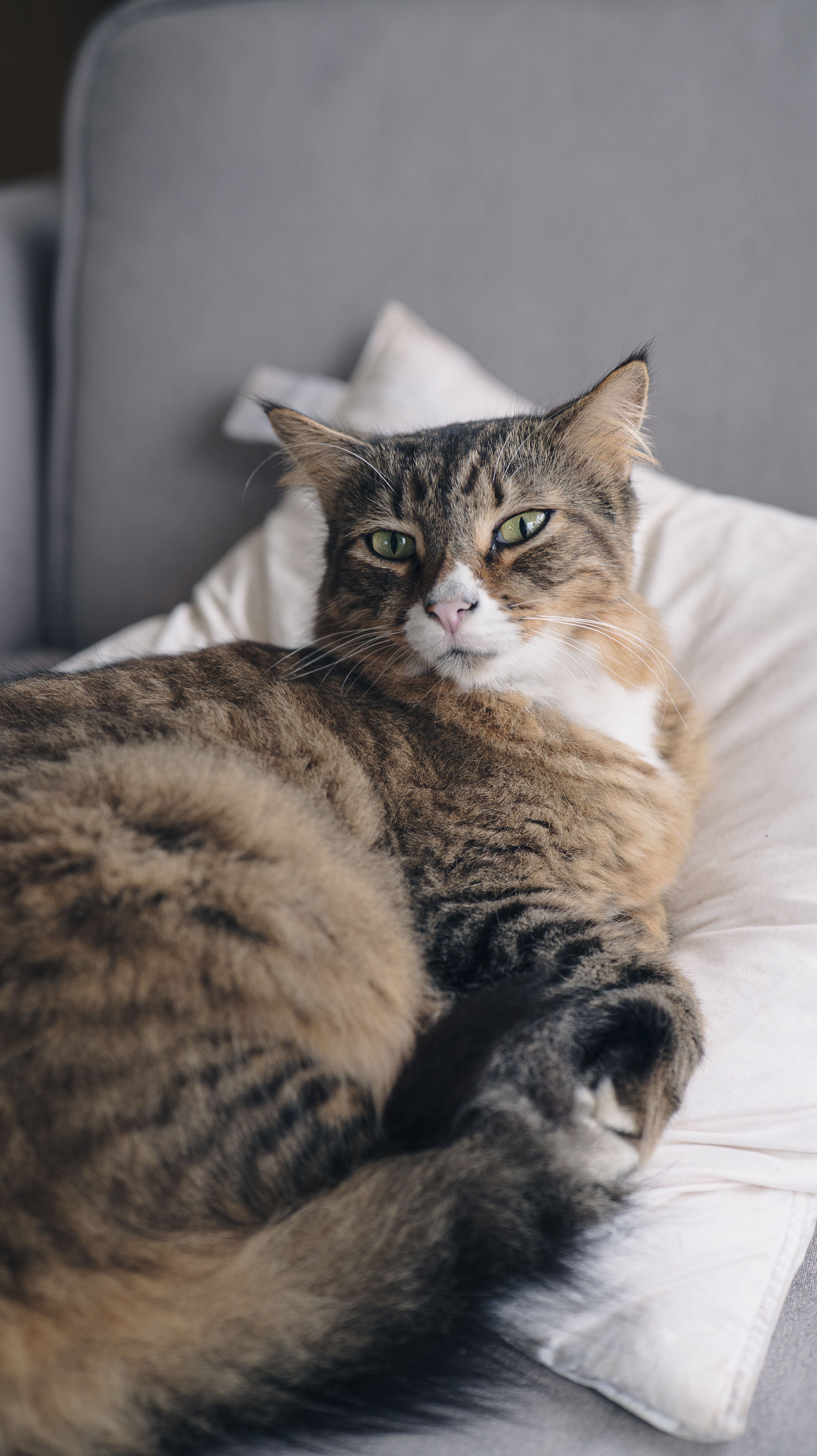 Fotomural Un gato doméstico tranquilo descansa sobre un cojín suave en un ambiente interior.